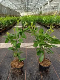 laurowisnia-wschodnia-novita-40-60-cm-super-sadzonka