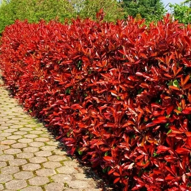 Głogownik RED ROBIN 15-30cm W DONICZCE ! PIĘKNE sadzonki - Super żywopłot