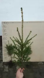 swierk-pospolity-4lat-40-60-na-plantacje-25-sztuk