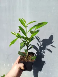 laurowisnia-caucasica-p9-20-40cm-super-sadzonki-na-zywoplot