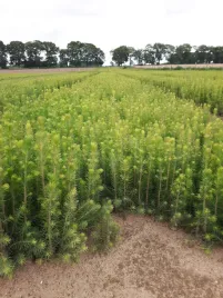 swierk-pospolity-3lat-20-40-na-plantacje-choinek