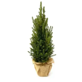 zywa-choinka-swierk-bialy-conica-50-70cm-w-donicy