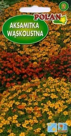 aksamitka-waskolistna-05g-nasiona-kwiatow-polan