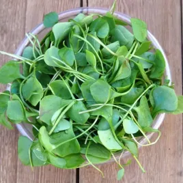 vilmorin-nasiona-rukiew-wodna-05g-najzdrowsze-wazywo-swiata-rzezucha-wodna