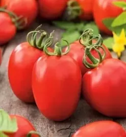 pomidor-kmicic-wczesny-podluzny-bardzo-plenna-odmiana-nasiona-pomidorow