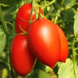 plantico-pomidor-malinowy-bosman-wczesny-podluzny-slodki-nasiona-pomidora