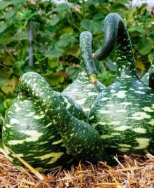 vilmorin-nasiona-dynia-ozdobna-cobra-labadki-kabaczek-do-dekoracji-jesien