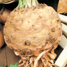 vilmorin-seler-torpedo-f1-40z-nasiona-selera-smaczny-na-salatki