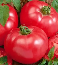 pomidor-faworyt-malinowy-wczesny-smaczny-ceniona-odmiana-pomidorow-nasiona