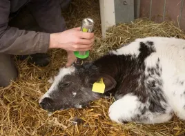 dekornizator-gazowy-gasbuddex-15-mm-stal-nierdzewna-bez-gazu-kerbl