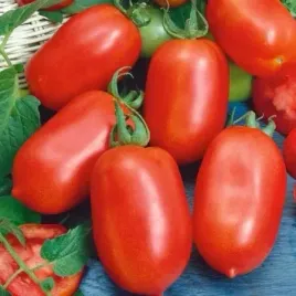 pomidor-sanmaro-f1-podluzny-typ-sanmarzano-bardzo-slodkie-podluzne-pomidory
