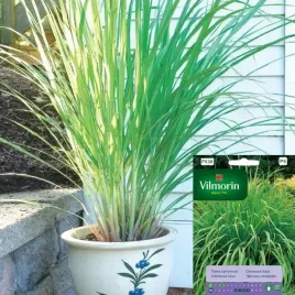 vilmorin-nasiona-trawy-trawa-cytrynowa-palczatka-pogieta-05g-na-rabatt