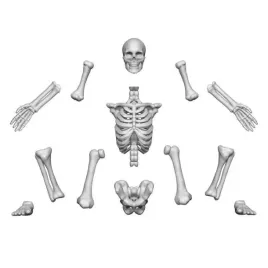 3d-printed-set-human-skeletons-1-48-ludzkie-szkielety-4-szt