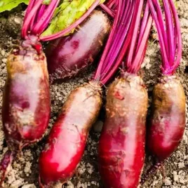 nasiona-buraka-burak-cwiklowy-alexis-otoczka-x100-soki-przechowywanie