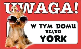 tabliczka-tablica-uwaga-tu-rzadzi-york-prezent-gadzet-12x20cm
