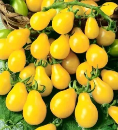 pomidor-koktajlowy-zolty-yellow-pearshaped-pomidorki-kotajlowe-slodkie