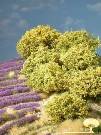 mininatur-male-zolte-rododendrony-2-cm-5-szt