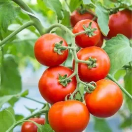 vilmorin-pomidor-agora-f1-gruntowy-odporny-do-bezp-spozycia-na-przetwory