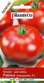 pomidor-szklarniowy-palava-f1-owoce-do-160g-smaczny-odporny-na-choroby