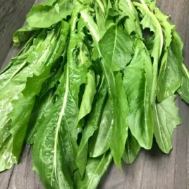 cykoria-lisciowa-na-salatki-surowki-smaczna-nasiona-5g-bogata-w-witaminy