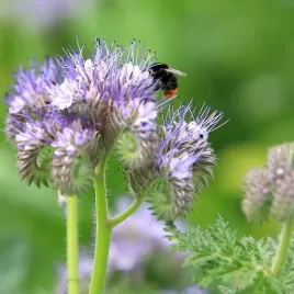 vilmorin-facelia-nasiona-kwiatow-pastwisko-pszczele-dla-pszczol-30g-poplon