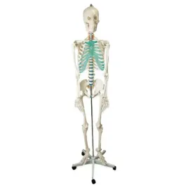 szkielet-czlowieka-model-anatomiczny-solidny-pro