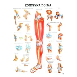 tablica-anatomiczna-konczyna-dolna-nielaminowana-70x100cm