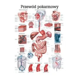 anatomia-tablica-przewod-pokarmowy-nielaminowana-pl