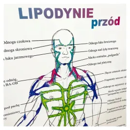 tablica-anatomiczna-plakat-lipodynie-przod