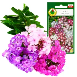 floks-gwiazdzisty-mieszany-jednoroczny-dlugo-kwitnie-0-3g
