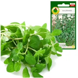 majeranek-bogaty-w-wit-c-mineraly-olejek-eteryczny