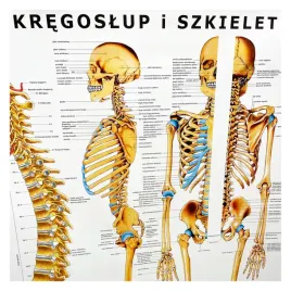 tablica-anatomiczna-plansza-kregoslup-i-szkielet