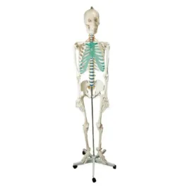model-anatomiczny-szkielet-czlowieka-180-cm-1-1