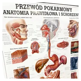 tablica-anatomiczna-laminowana-przewod-pokarmowy