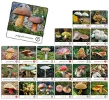 gra-grzyby-polski-stan-nowy