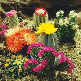 kaktus-kaktusy-mieszanka-odmian-kolorowe-nasiona