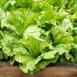 salata-maslowa-anielka-wczesna-nasiona-salaty-delikatna-w-smaku