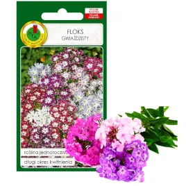 floks-gwiazdzisty-mieszany-kwiat-nasiona