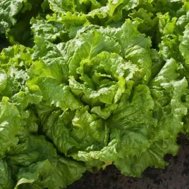 salata-lisciowa-blonde-de-paris-nasiona-salaty-doskonala-do-salatek