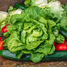 salata-maslowa-bona-sredniowczesna-nasiona-salaty-soczyste-liscie