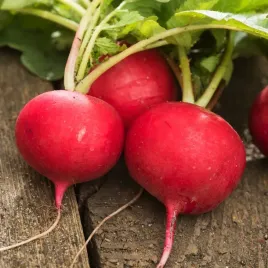 rzodkiewka-rota-roma-nasiona-rzodkiewki-rota-roma-czerwona-latwa-w-uprawie