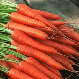 marchew-rubrovitamina-typ-karotka-sr-wczesna-nasiona-marchwi