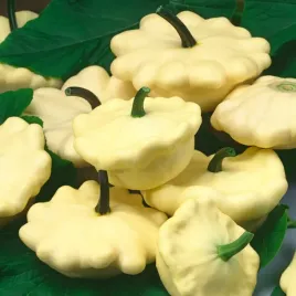 dynia-zwyczajna-disco-patison-zolto-zielony-nasiona-dyni-odporne-plenne