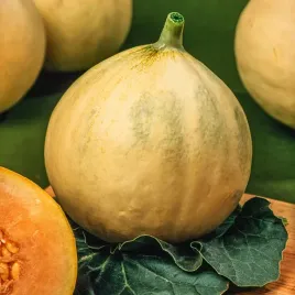 melon-joune-canari-2-wczesny-zlotozolty-wysoka-jakosc-nasiona-warzyw