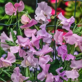 groszek-pachnacy-pansy-lavender-flush-bialo-rozowy-nasiona-kwiatow