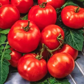 pomidor-karlowy-sztywnolodygowy-beta-b-wczesny-czerwony-nasiona-warzyw