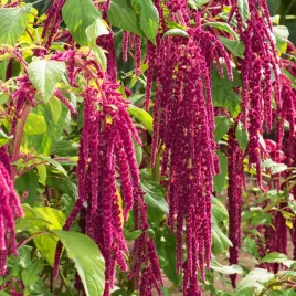 szarlat-zwisajacy-zwisly-ciemnoczerwony-nasiona-kwiatow