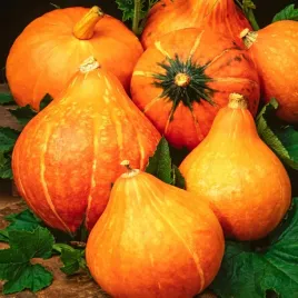 dynia-olbrzymia-potimarron-orzechowy-aromat-nasiona-warzyw-dyni