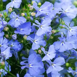 lobelia-przyladkowa-stroiczka-jasnoniebieska-niebieskie-nasiona-kwiatow