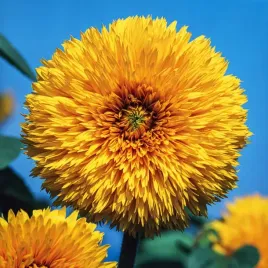 slonecznik-ozdobny-niski-zolty-pelny-nasiona-kwiatow-sloneczniki